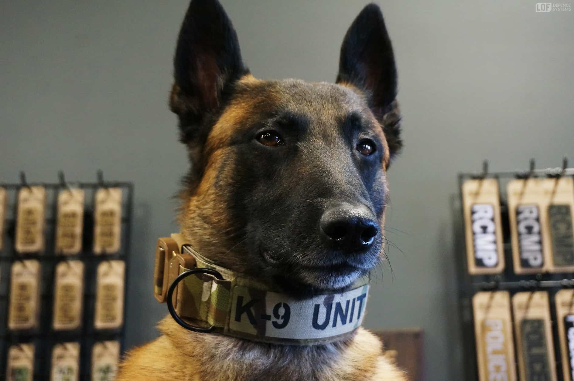 K9 Unit Patch on Malinois wearing a Sentry Collar