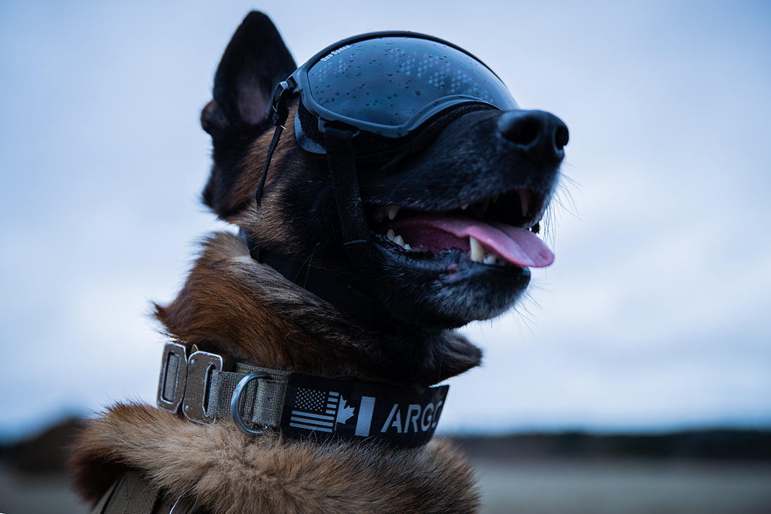 K9 Name Patch attached to Malinois K9 Argo