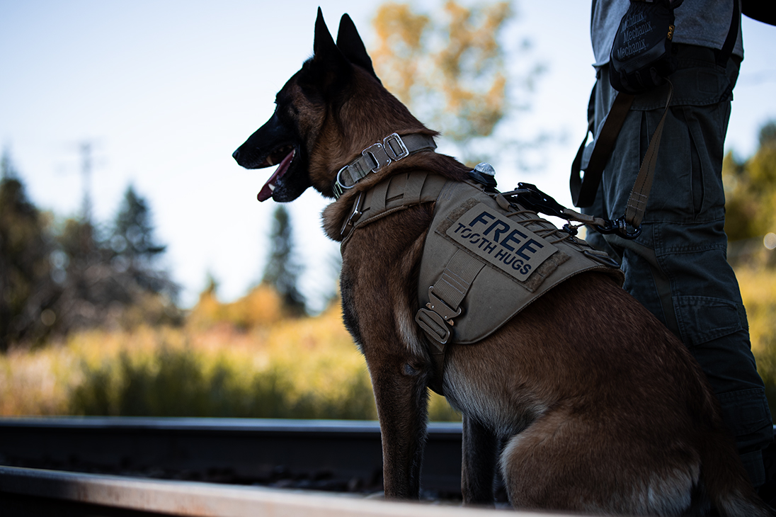 Malinois wearing Free Tooth Hugs Patch on Dog Vest