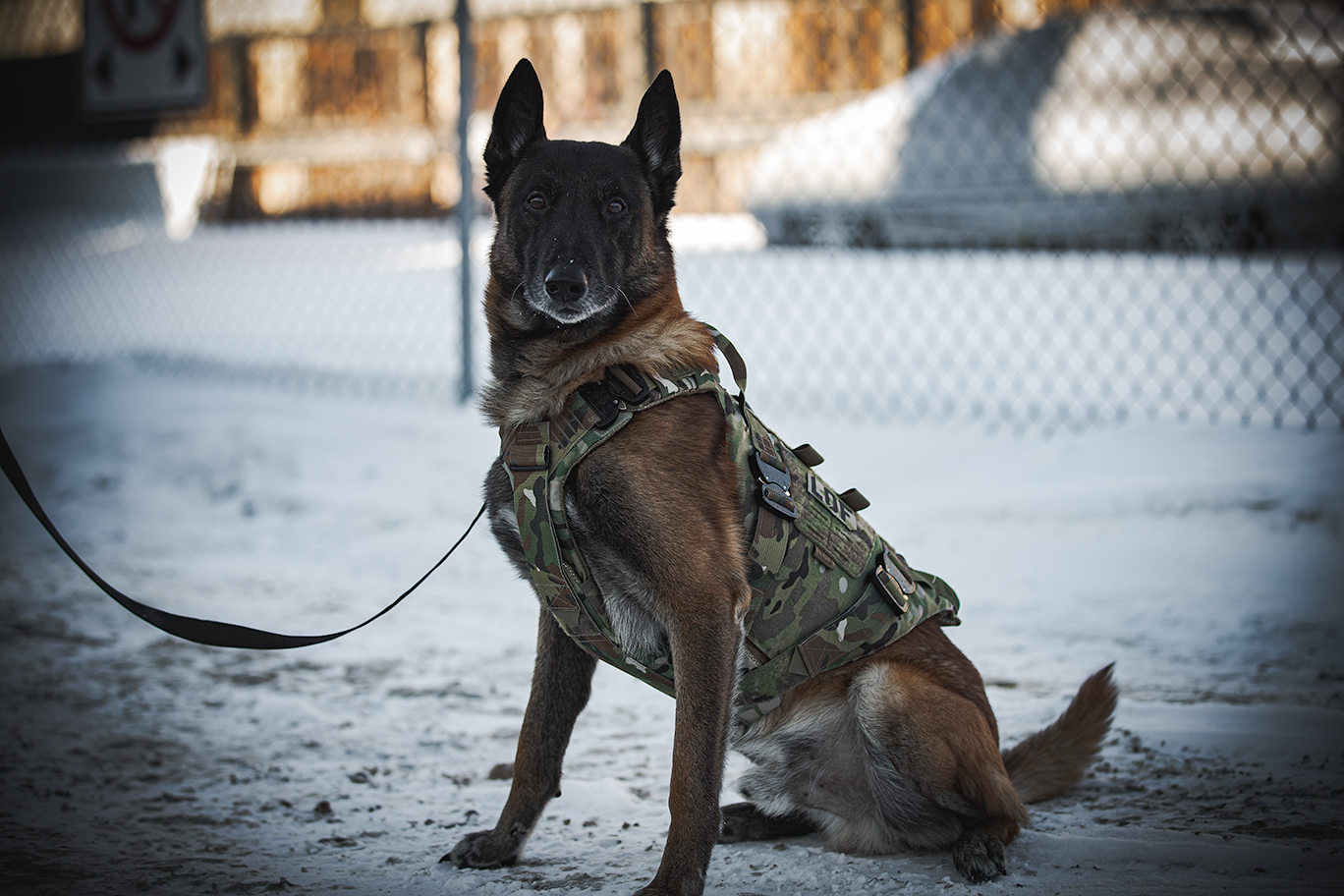 Malinois wearing LOF Defence K9 Enforcer