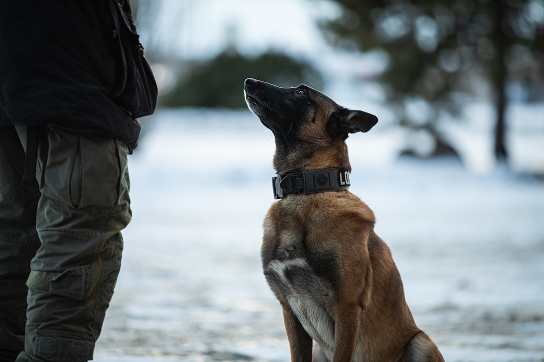 Canadian Paw Patch on a Dog Collar