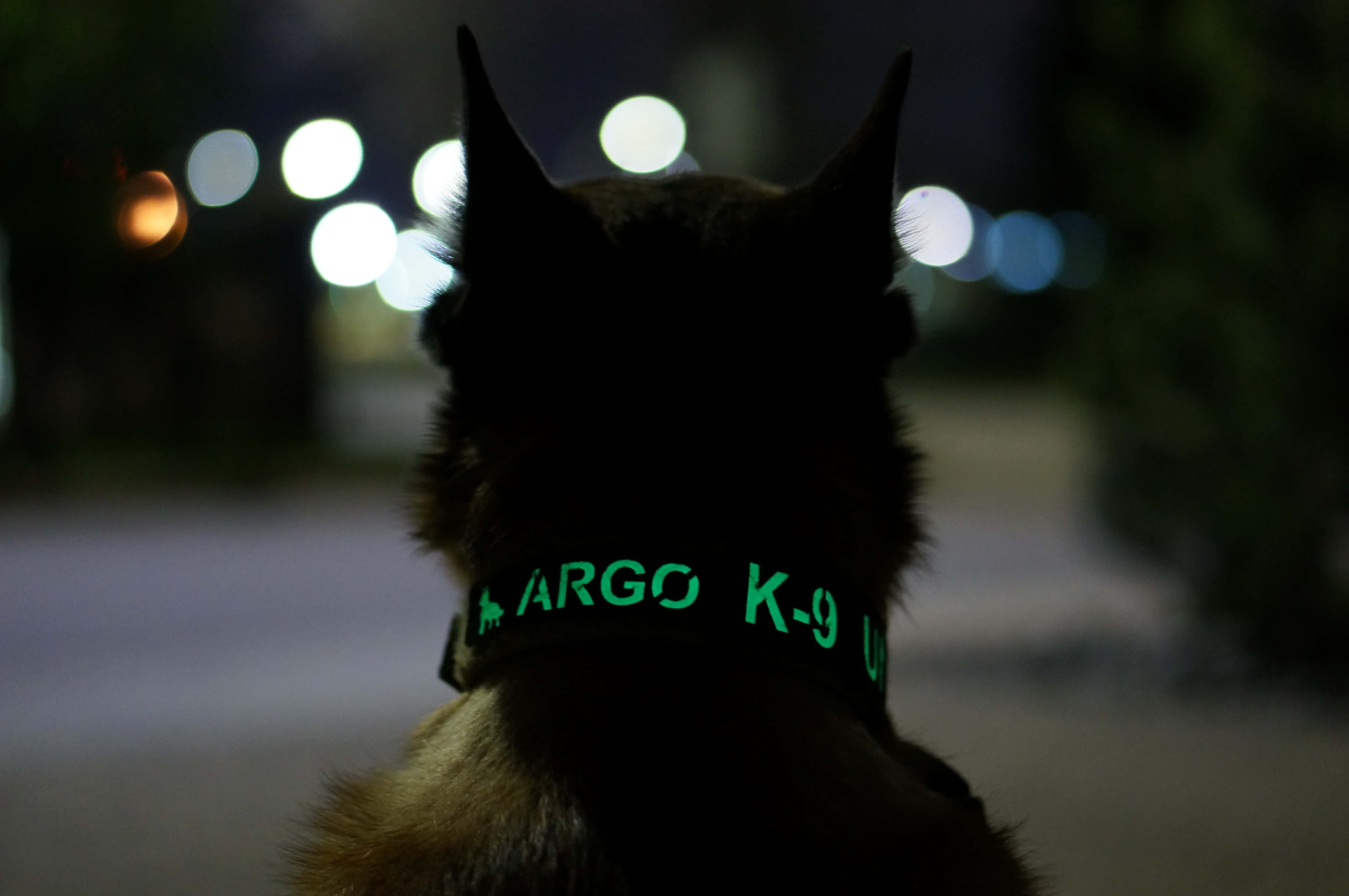 AV Glow K9 Name Patch Attached to Dog Collar at Night