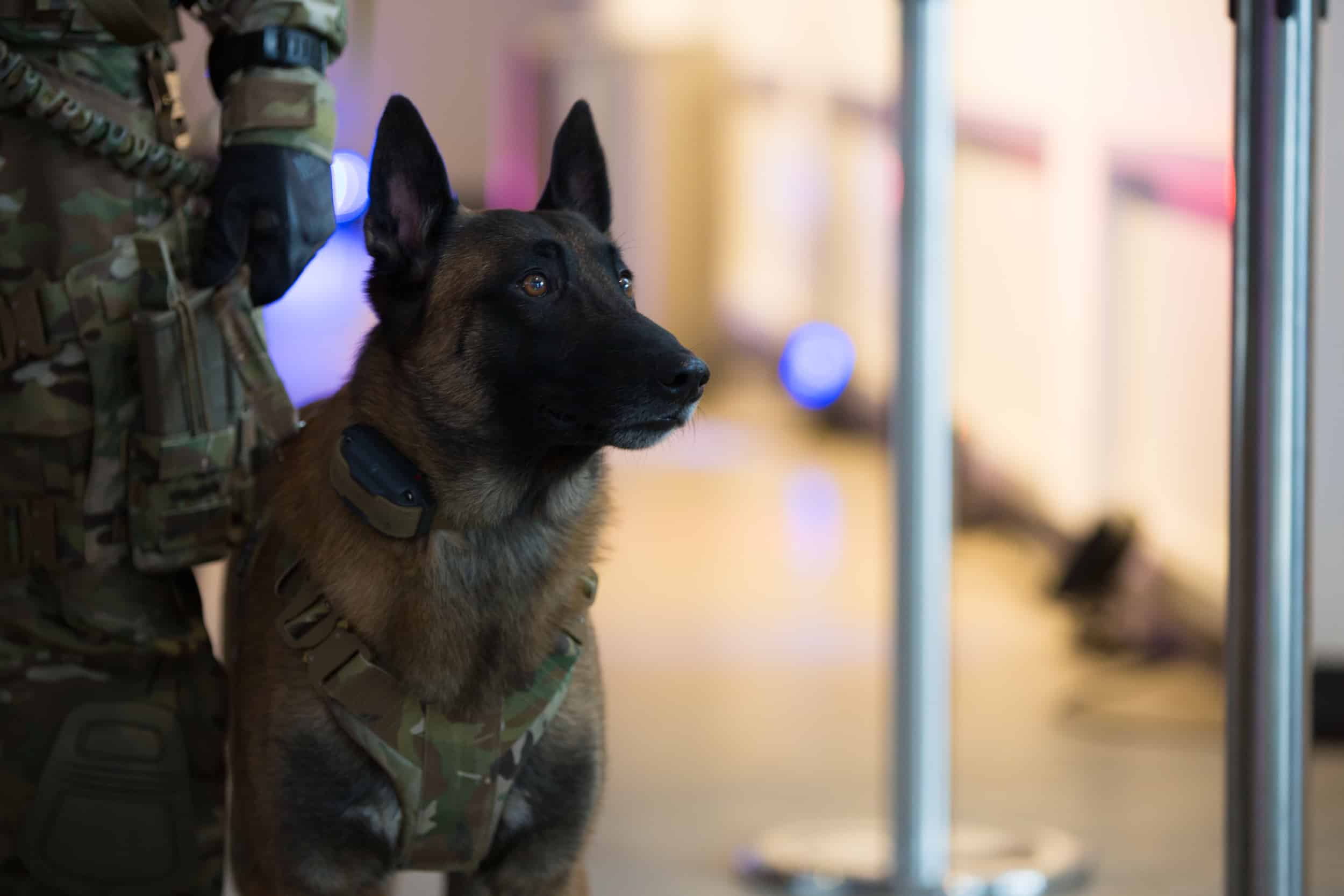 K9 Handler and Military Dog wearing LOF Defence Tactical Gear