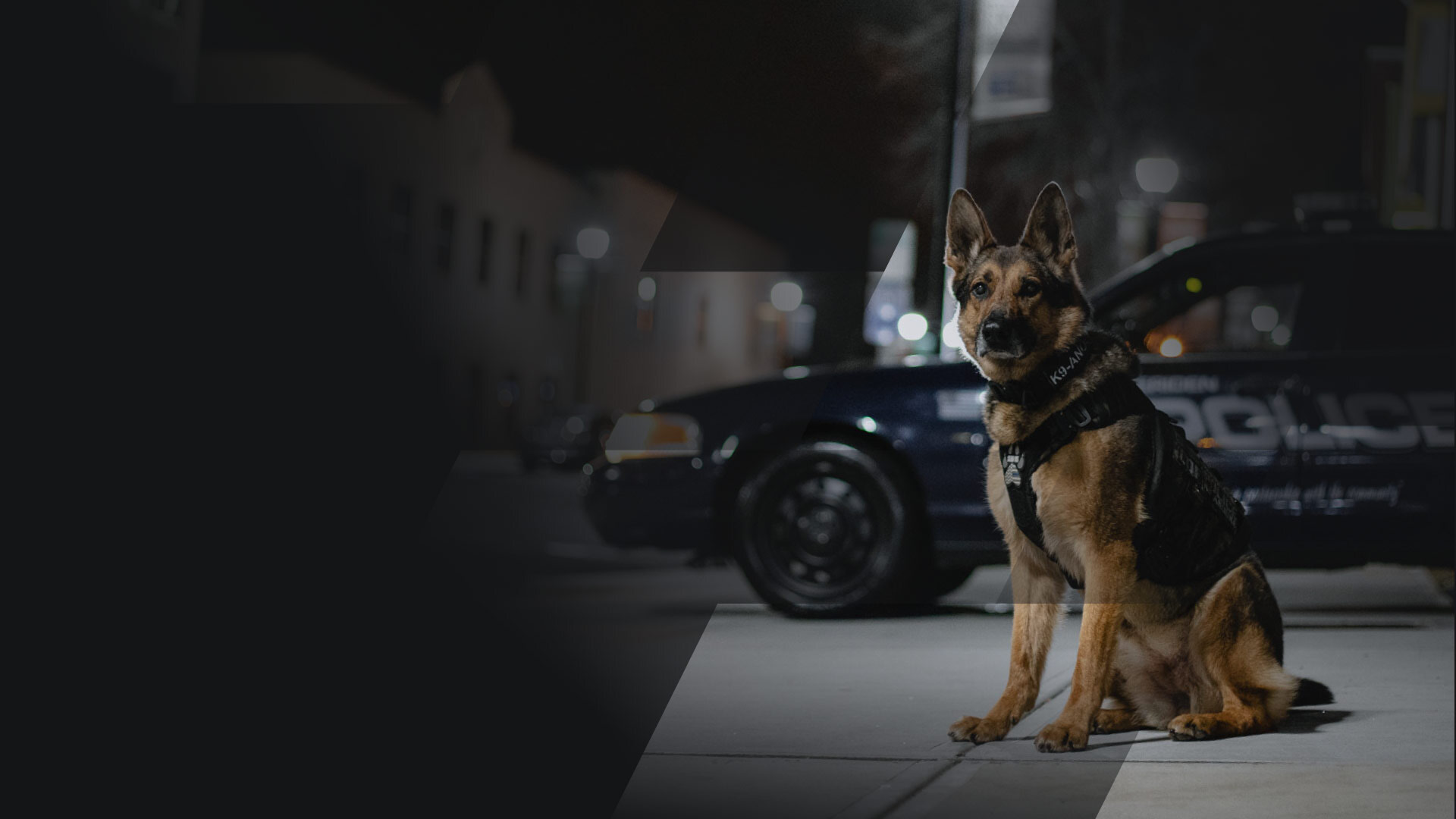 Massachusetts Vest-A-Dog